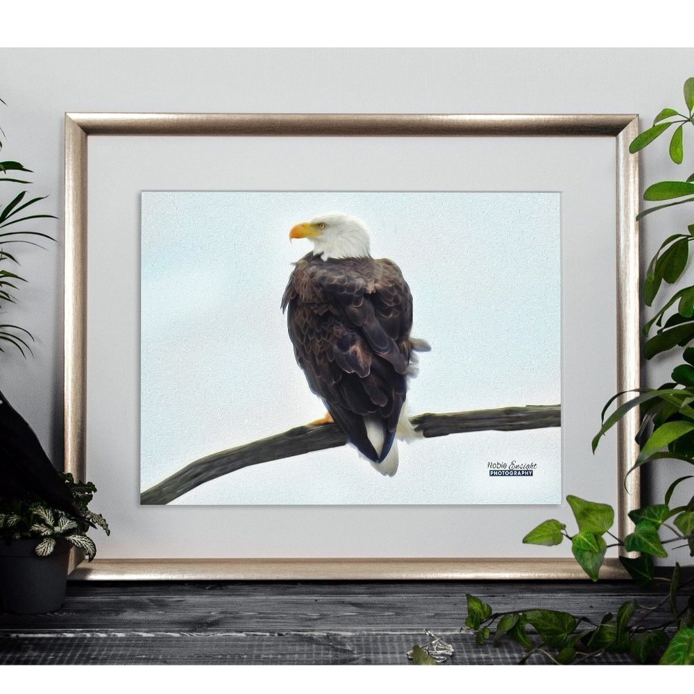 Bald Eagle on a Limb Photography‎ Oil Painting Art Print
